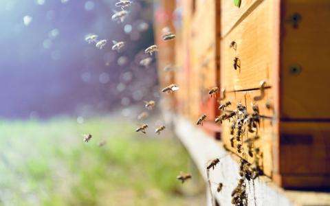 The Relais de la Malmaison beehives